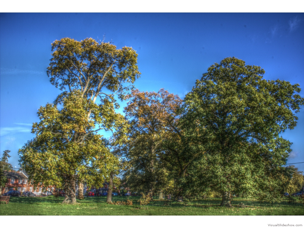 Hartley Wintney Historic Oaks