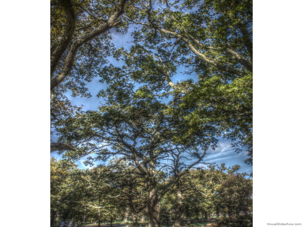 Mildmay Oaks Leaf and Branch