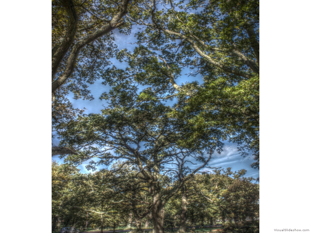 Mildmay Oaks Leaf and Branch