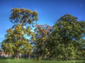 Hartley Wintney Historic Oaks