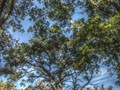 Mildmay Oaks Leaf and Branch